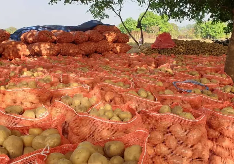 Potato harvest in bags