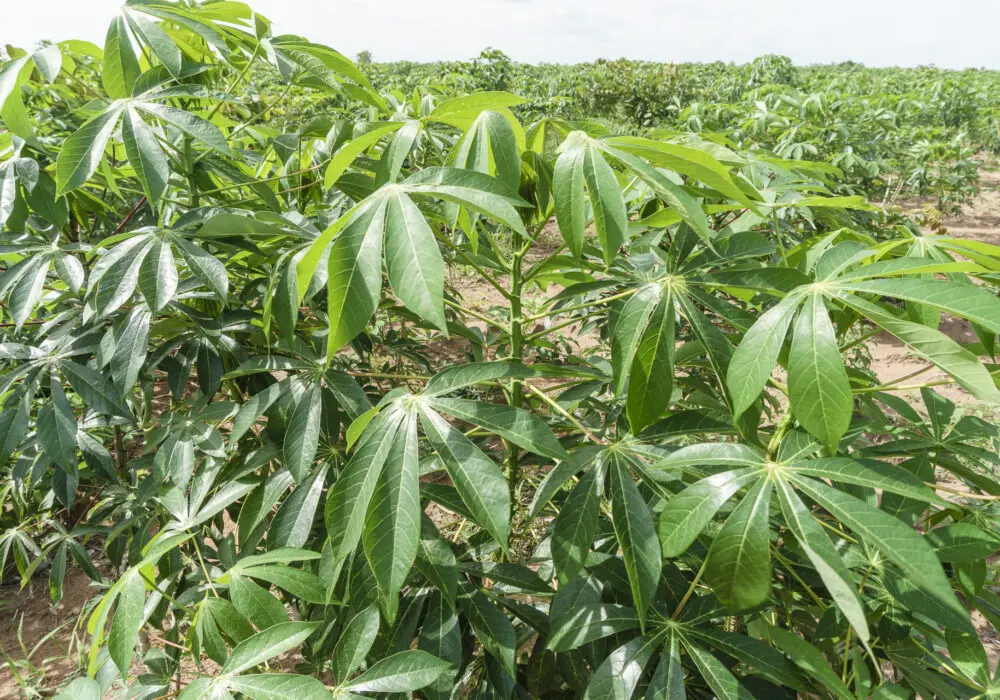 cassava nigeria 1