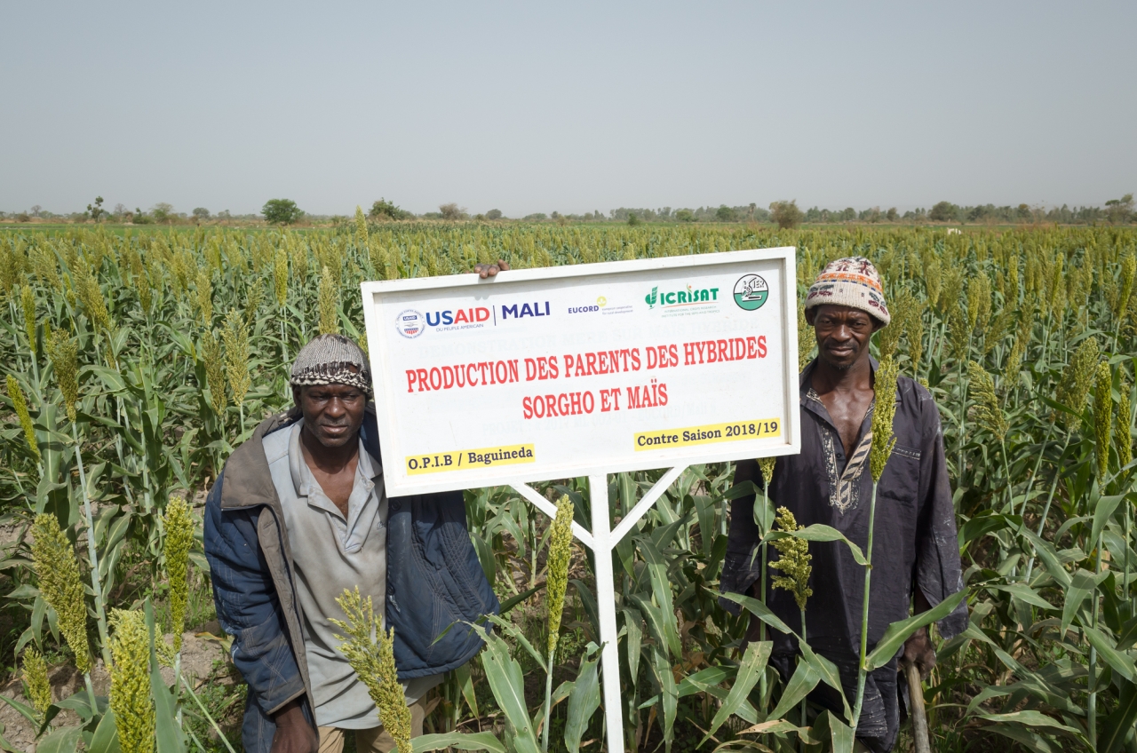 Harnessing technology to foster advanced small-scale food processing in  Africa – ICRISAT